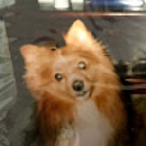 Meet your Posher, Savannah